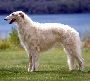 Oh, are you unfamiliar with the Borzoi? You must not be a member of the Russian aristocracy.