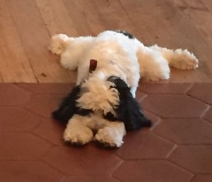 img_0542 (1)3641351208790470563..jpg